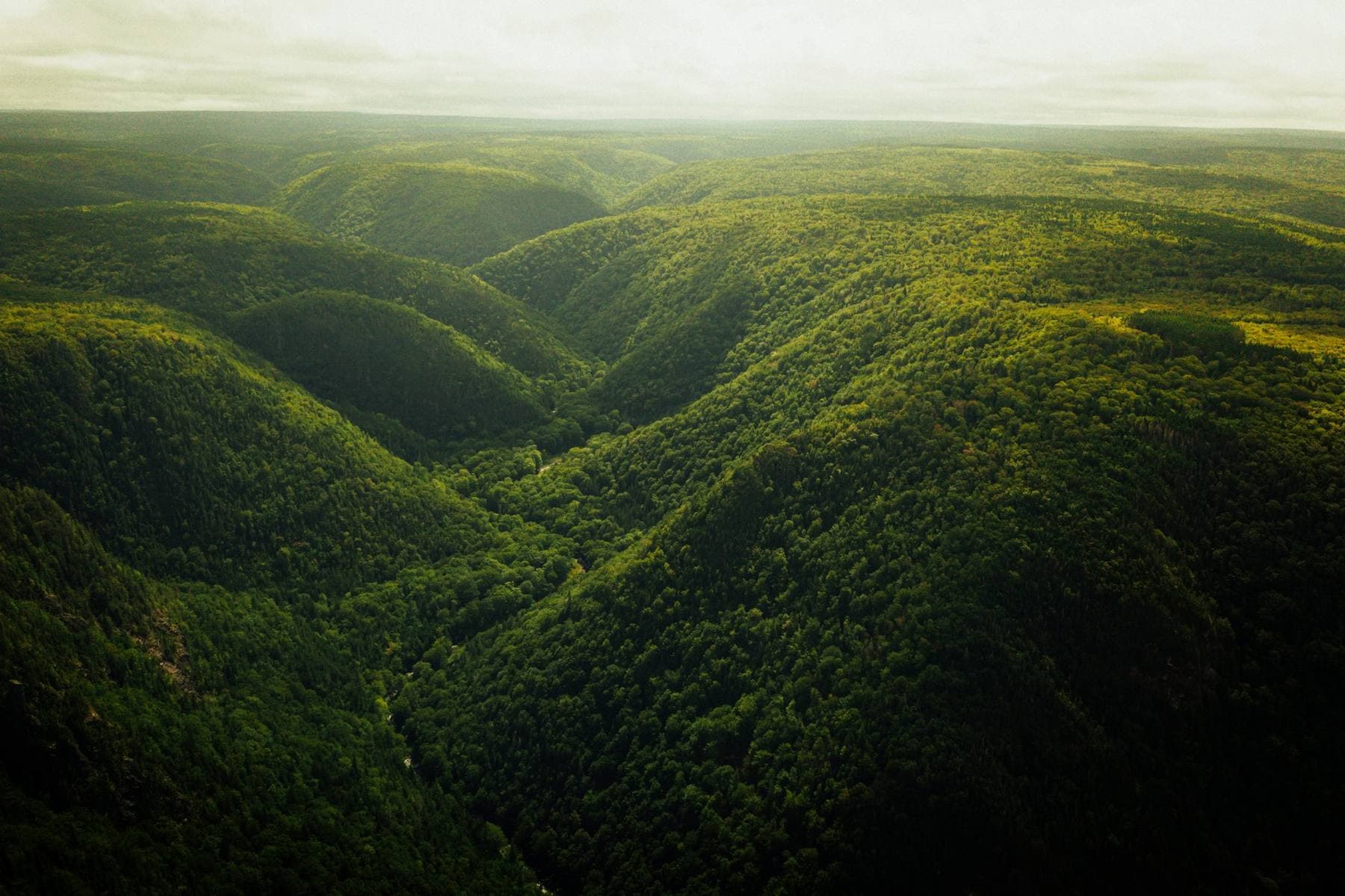 Misty Bellingen valley at first light